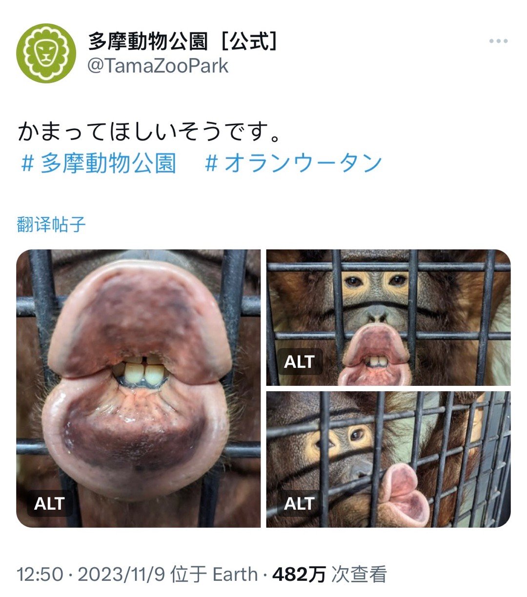 多摩动物园里的红毛猩猩向你噘起性感大嘴唇子，希望你在乎它
