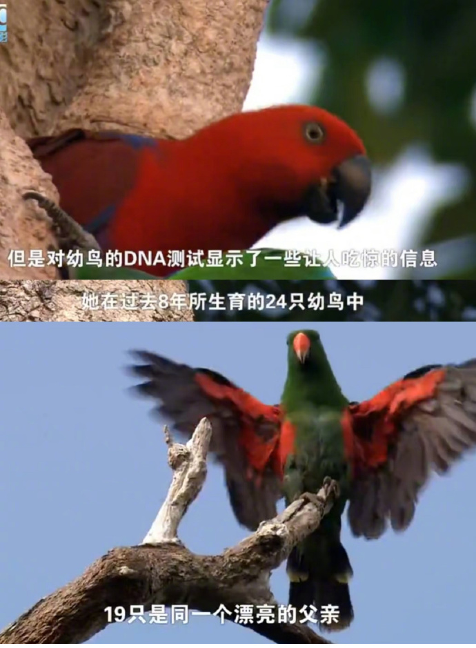 不知道为什么突然就想做一只鹦鹉