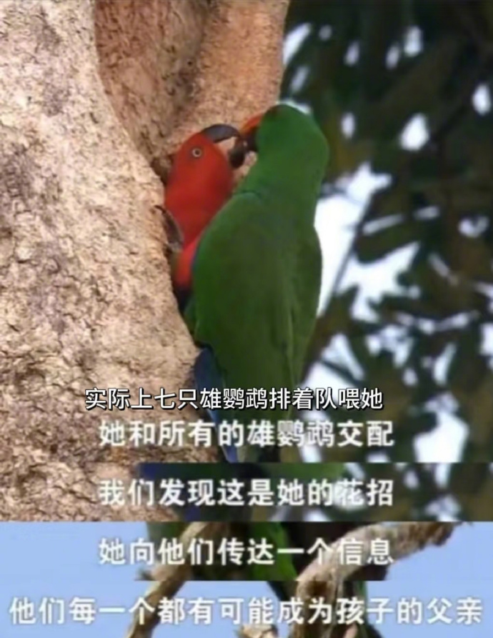 不知道为什么突然就想做一只鹦鹉