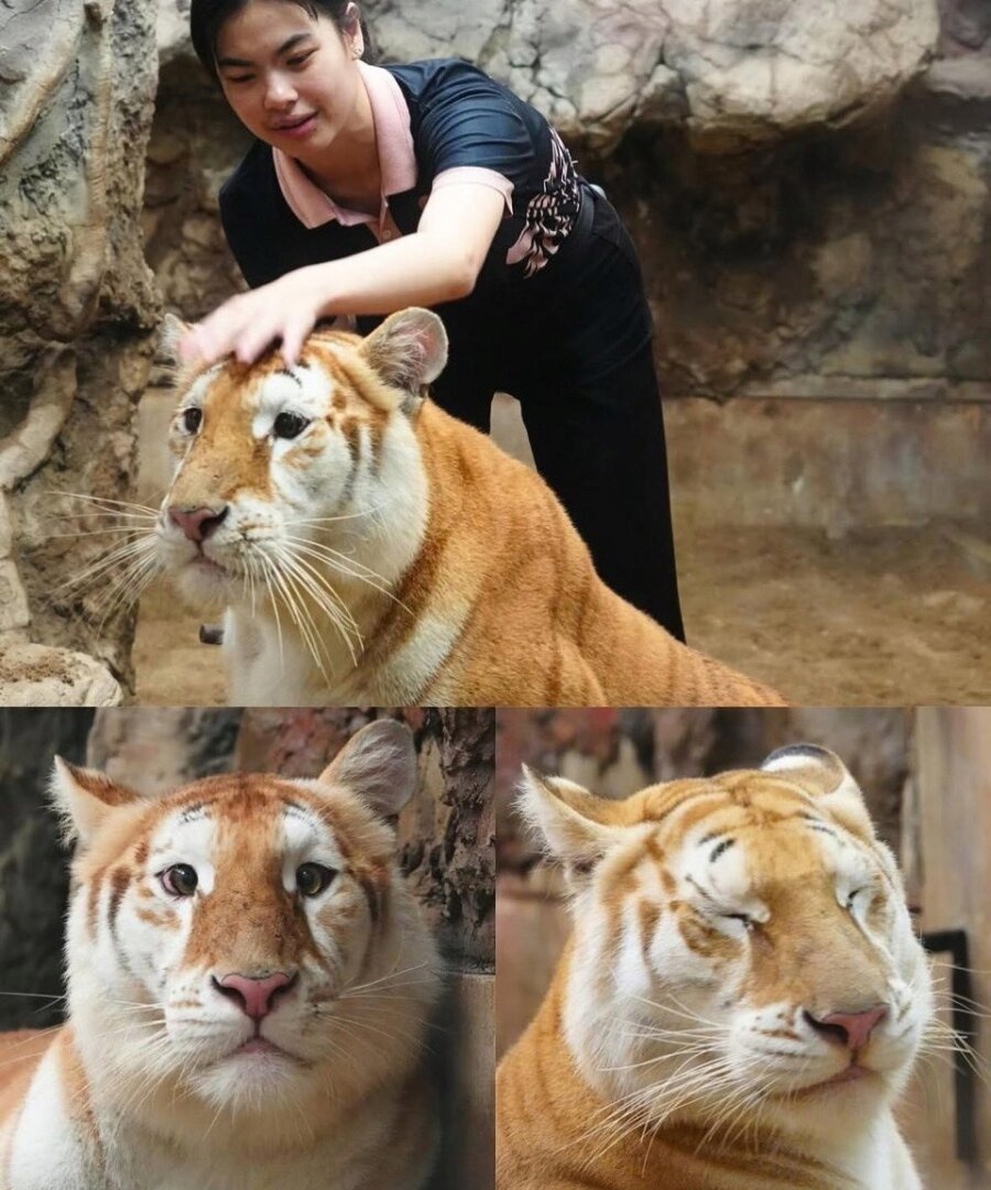 因外貌而引发热议的泰国老虎