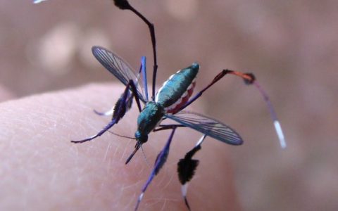 中国田间试验消灭蚊子，几乎根除！
