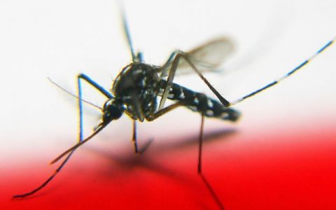 谷歌的姐妹公司准备释放2000万只不孕不育的蚊子
