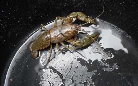 极端动物保护组织：龙虾可以杀，但不能冷藏。