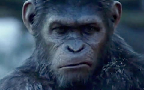 每一个巧克力猩猩都有一颗倔强的头