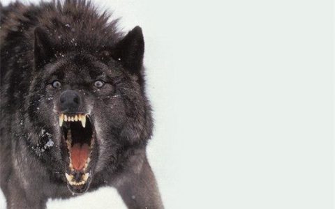 真实的野外动物世界：狼与鹿
