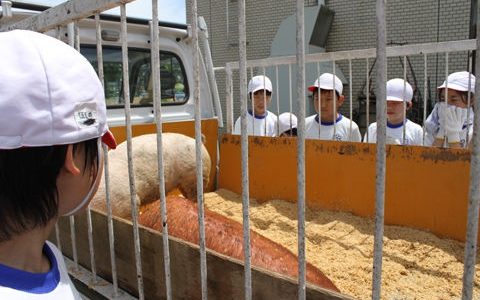 在猪场实习的这个冬天，我明白了猪肉为啥这么贵