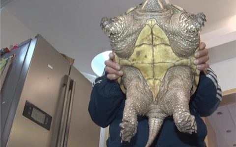 市民捕20斤重巴西鳄龟，不放生选择吃掉。我想说干得漂亮