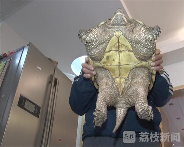 市民捕20斤重巴西鳄龟，不放生选择吃掉。我想说干得漂亮