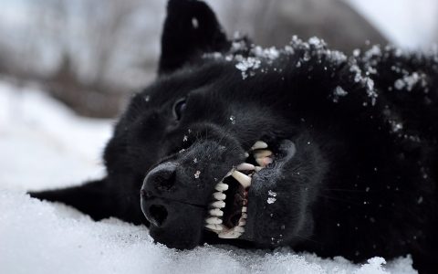 一只被猎人打死的纯黑色北灰~死在冰天雪地里，黑与白的生死对比 ​​​​