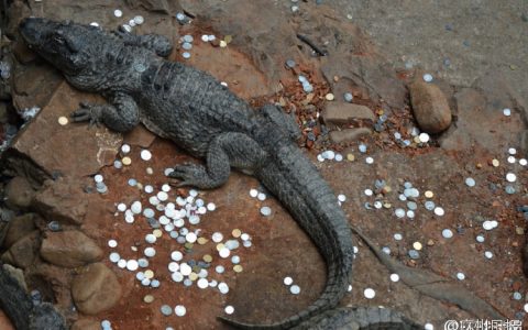 《游客乱扔硬币 上海动物园扬子鳄鱼池变许愿池》许个鳄运......