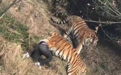 如何看待宁波动物园老虎咬人被击毙事件？