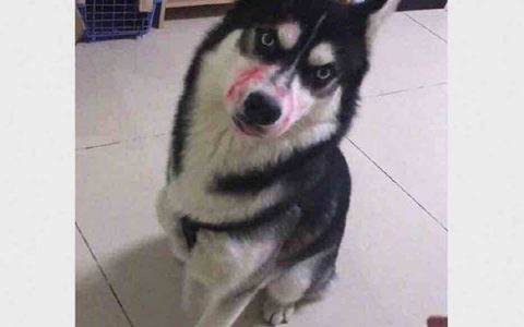 吃狗狼算什么？不只是狗粮，猫粮猪粮我都吃得津津有味呢！