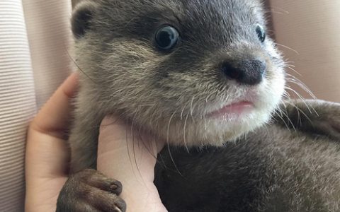 不要摸野生旱獭。不要亲吻或喂食野生旱獭。