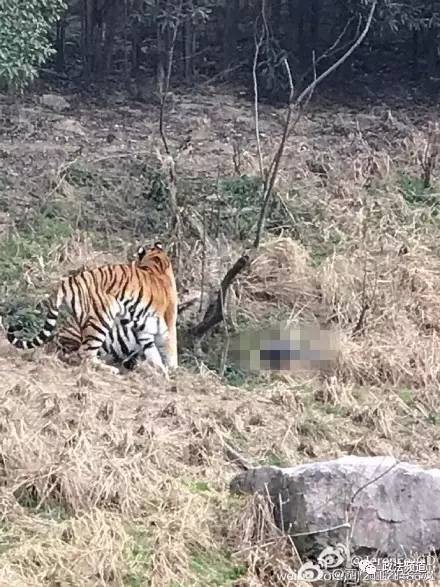 女1男为逃票翻墙进动物园，落地时周围站了7只老虎。"