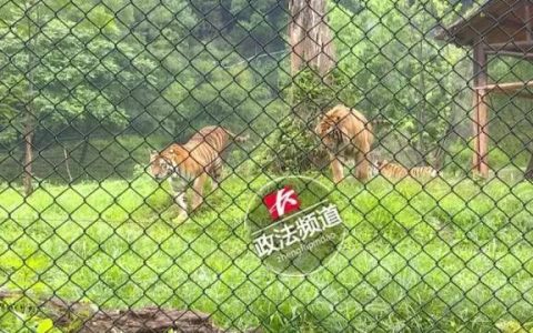 老虎你给三两块钱就想打发？