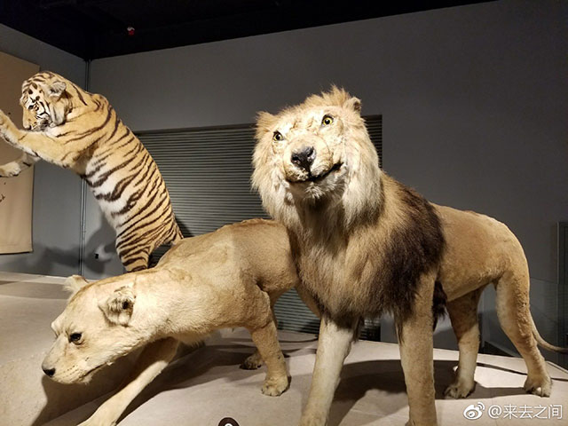 上海自然博物馆里比较中二的标本。