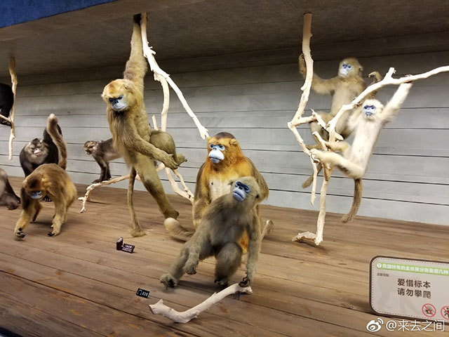 上海自然博物馆里比较中二的标本。