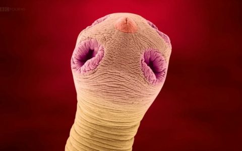 42000年前冰冻蠕虫竟意外复活，人类再次看到生命延续的希望。