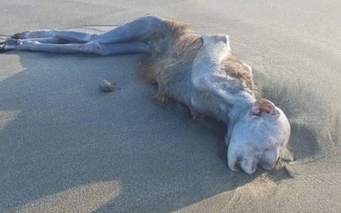 岛国网友在静波海岸附近发现了一具被冲上岸的神秘干尸