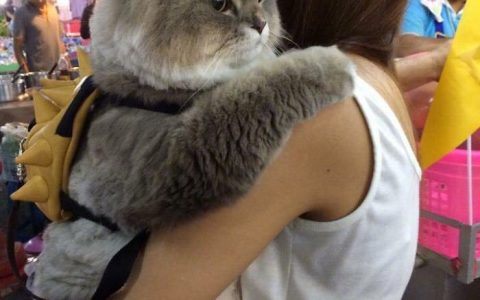 推上网友inihelene家的大胖猫，出门一定要背上自己的小包包，真是非常精致了 ​​​​