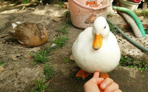 外国网友家的一只鸭子因为脚掌断了，变得自卑，不合群，于是网友开始为他做义肢，一个充满正能量的故事。 ​​​​