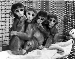 疯狂科学家以“真爱”之名虐猴无数，却为全美婴儿夺回了母爱