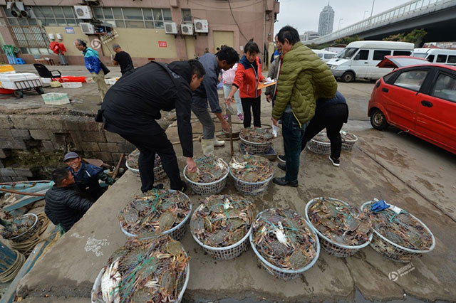 节后青岛螃蟹价格大跳水，上岸就遭哄抢。