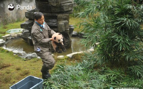 雅安碧峰峡基地2017级熊猫宝宝集体亮相