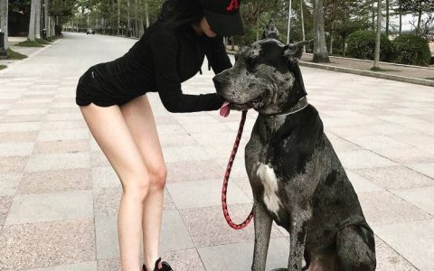 济南推养犬计分制：扣满12分犬主需参加学习班