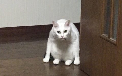 啊 jiojio凉