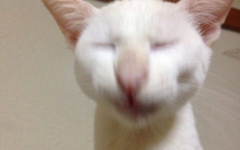 父母拍了侄子和家里猫咪玩耍的照片，铲屎的表示回家后多给猫带点好吃的