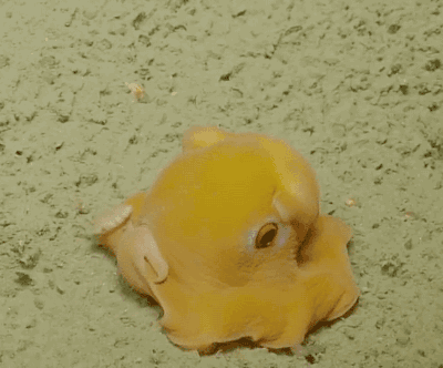 小章鱼