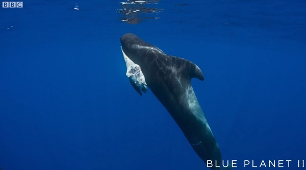 小鲸鱼喝毒奶死亡，母鲸带尸体游好几天...幕后凶手还是人类！ （图／BBC）