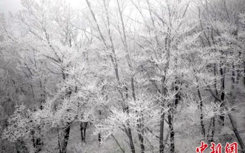 吉林现雾凇美景 银装素裹似童话世界