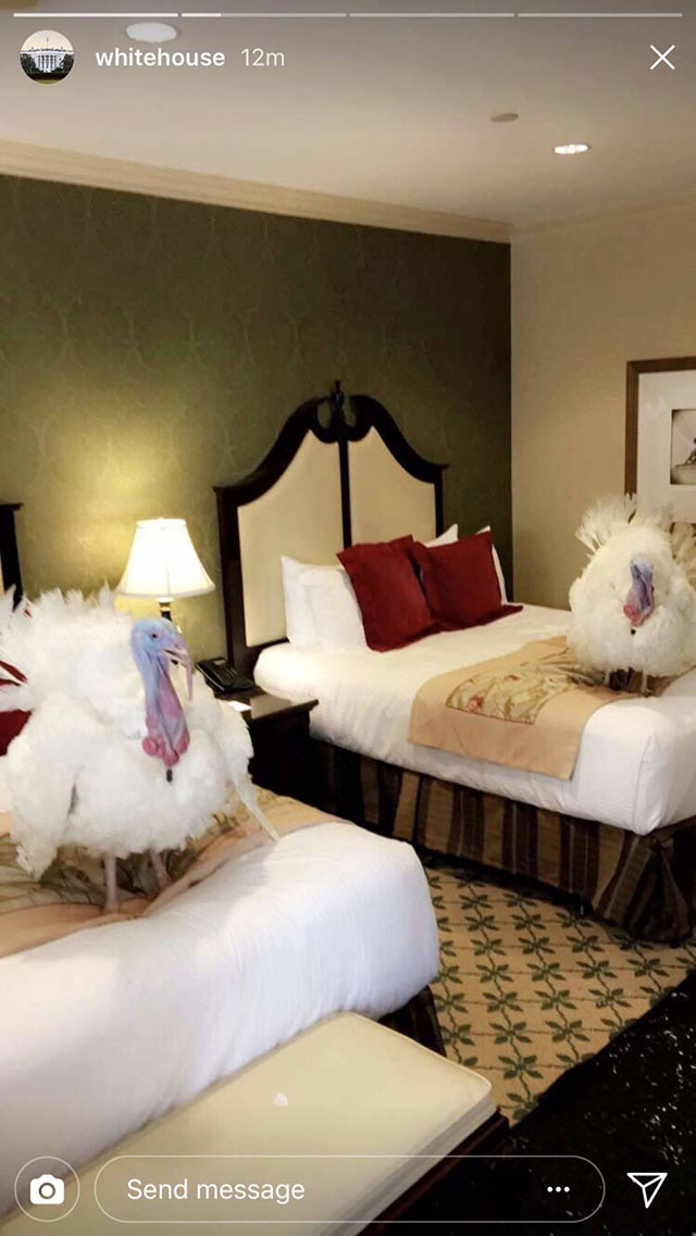 等待川普周二特赦的一对火鸡已经抵达华盛顿并下榻在威拉德洲际酒店