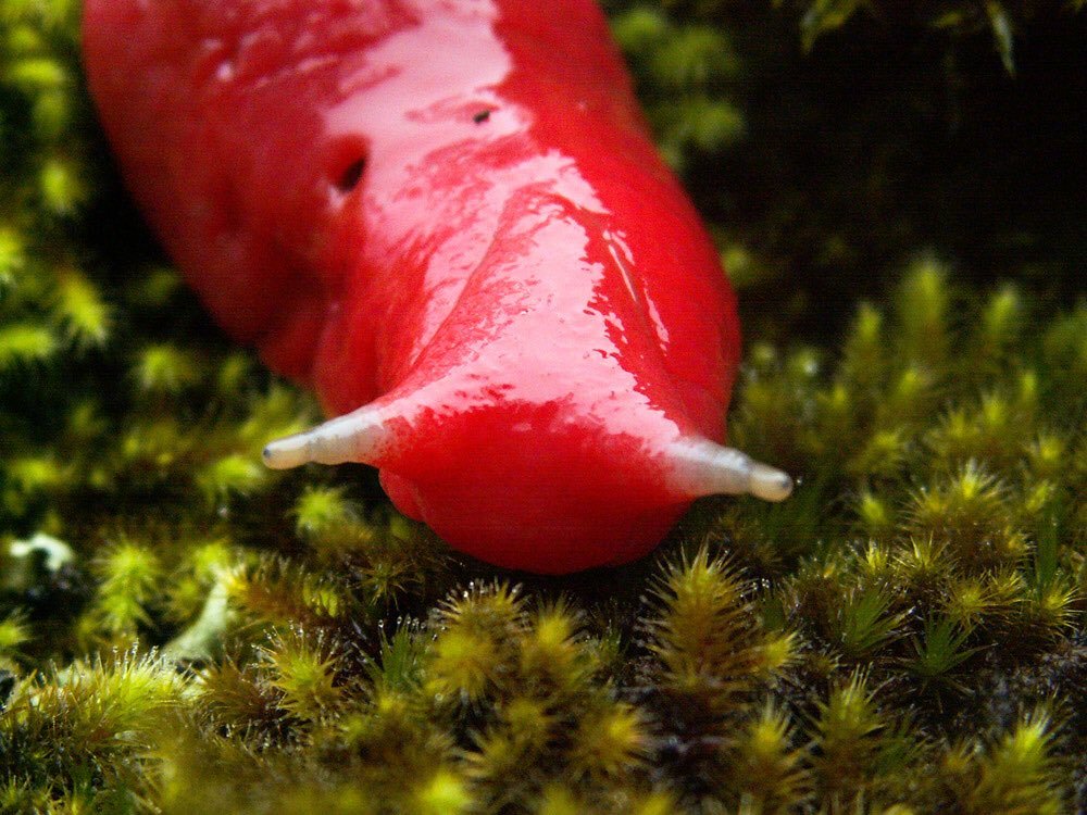 粉红巨人蛞蝓