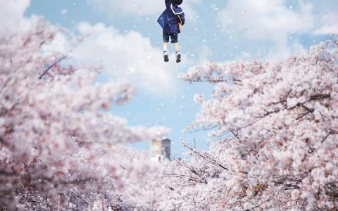 淘宝直播武大樱花：明天起连播10天