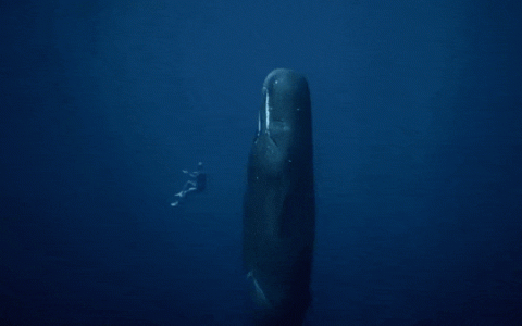 蓝鲸的鼻孔。 ​​​​