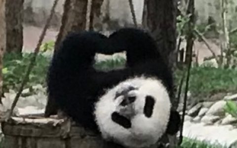 首个中国大熊猫国际形象