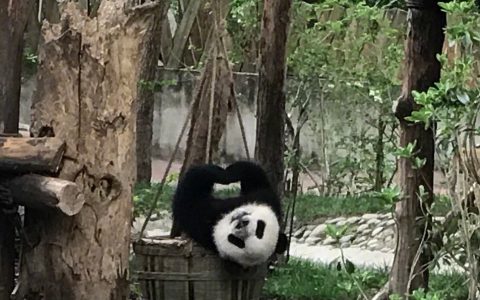 网友拍到的熊猫比爱心