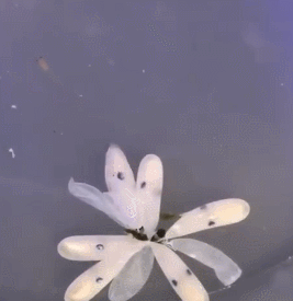 章鱼的卵 ​​​​