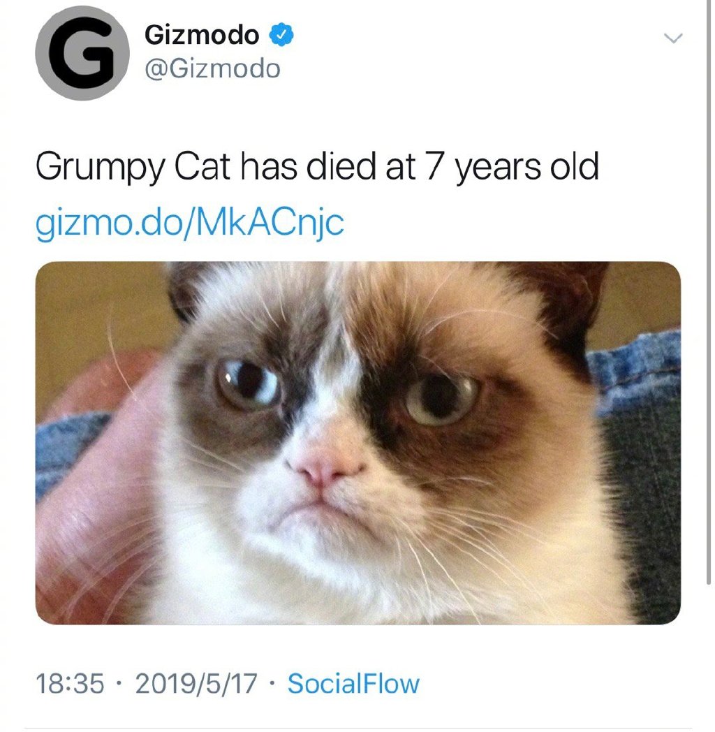 著名表情包Grumpy Cat不爽猫去世，享年七岁。