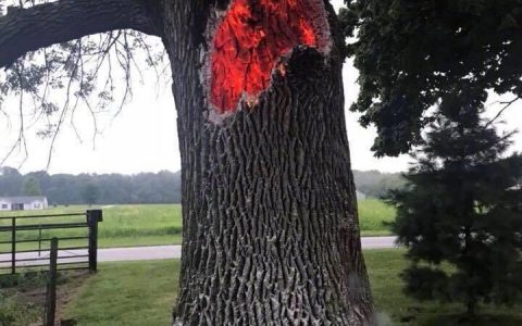 被闪电击中的树，从内部烧空了。 ​​​​