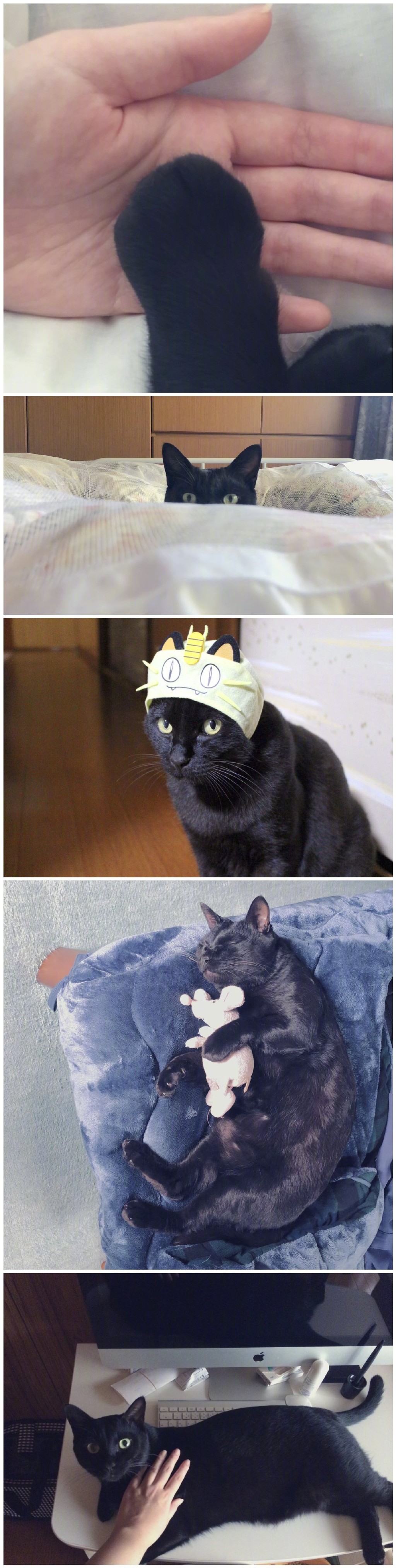 日本一位网友说，自家猫猫过于擅长脑补，总会误解自己的意思...谁不想被这样误解一次呢