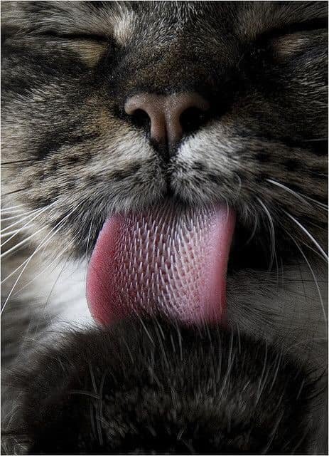 猫的舌头，居然是这样的 ​​​​