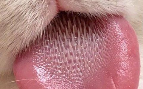 猫的舌头，居然是这样的 ​​​​