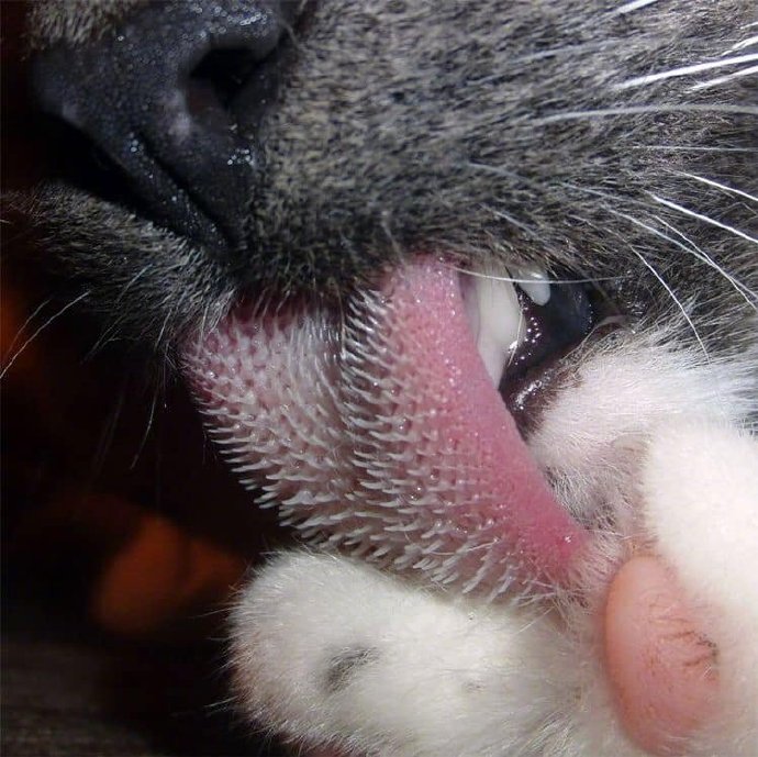 猫的舌头，居然是这样的 ​​​​