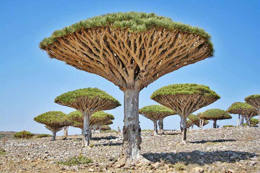 也门索科特拉岛上的乔木 龙血树（Dracaena cinnabari）