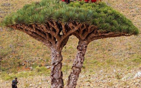 也门索科特拉岛上的乔木 龙血树（Dracaena cinnabari）