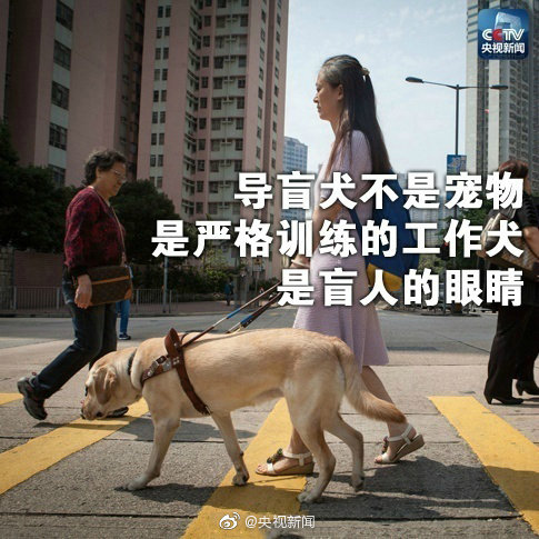 你愿和导盲犬同行吗？